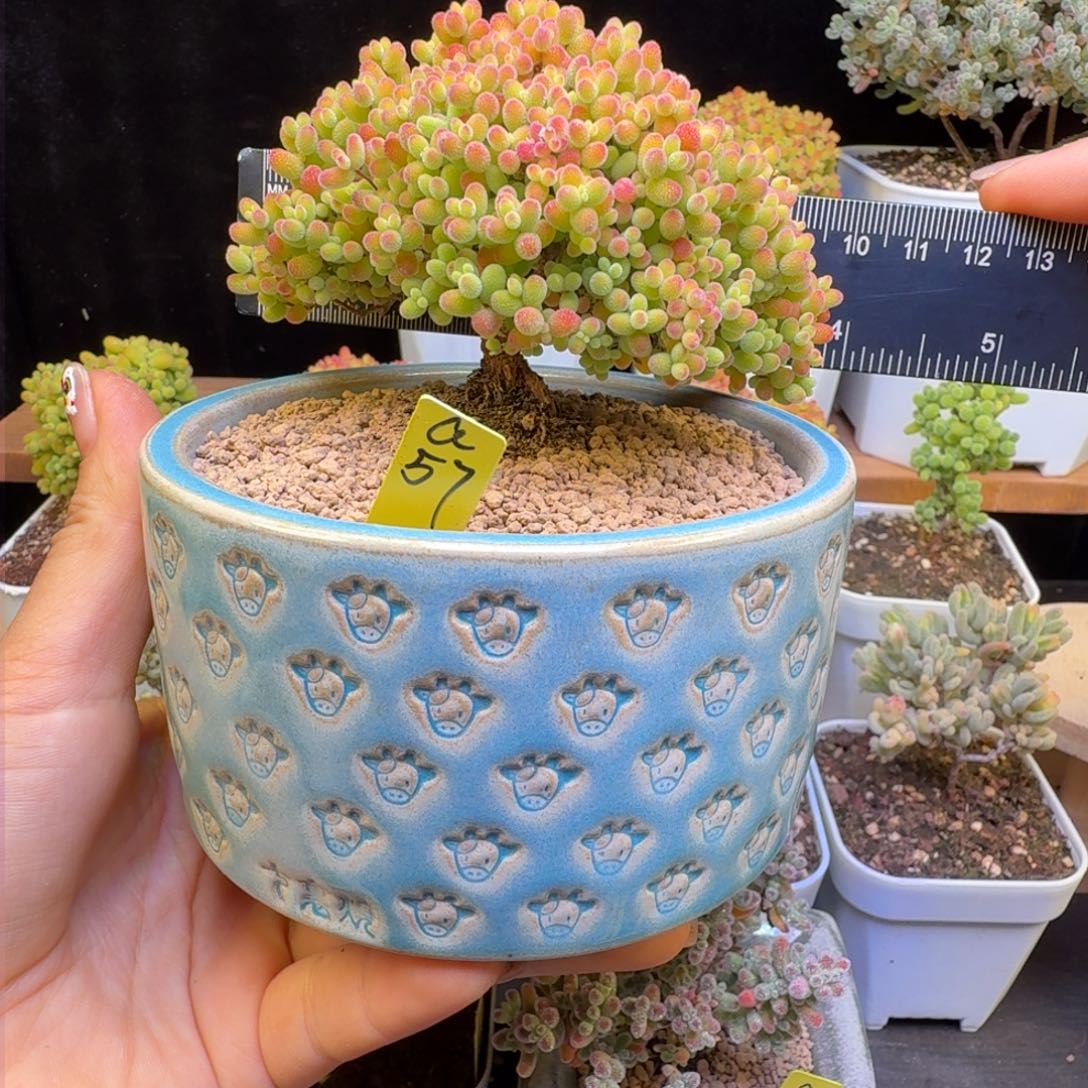 a57号蜜橘冠服9厘米左右带盆发