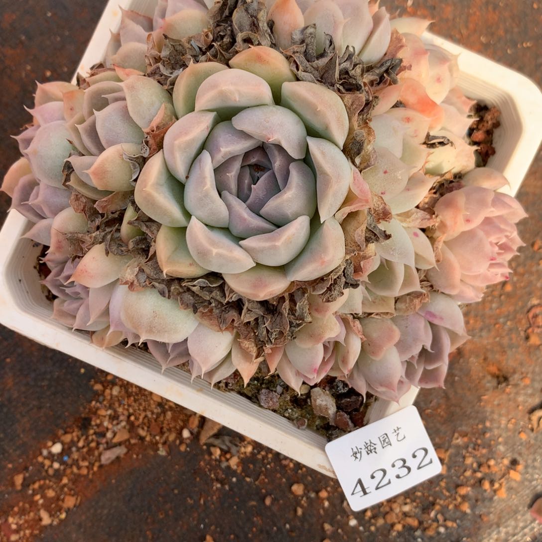 4232杂交精品基地14厘米