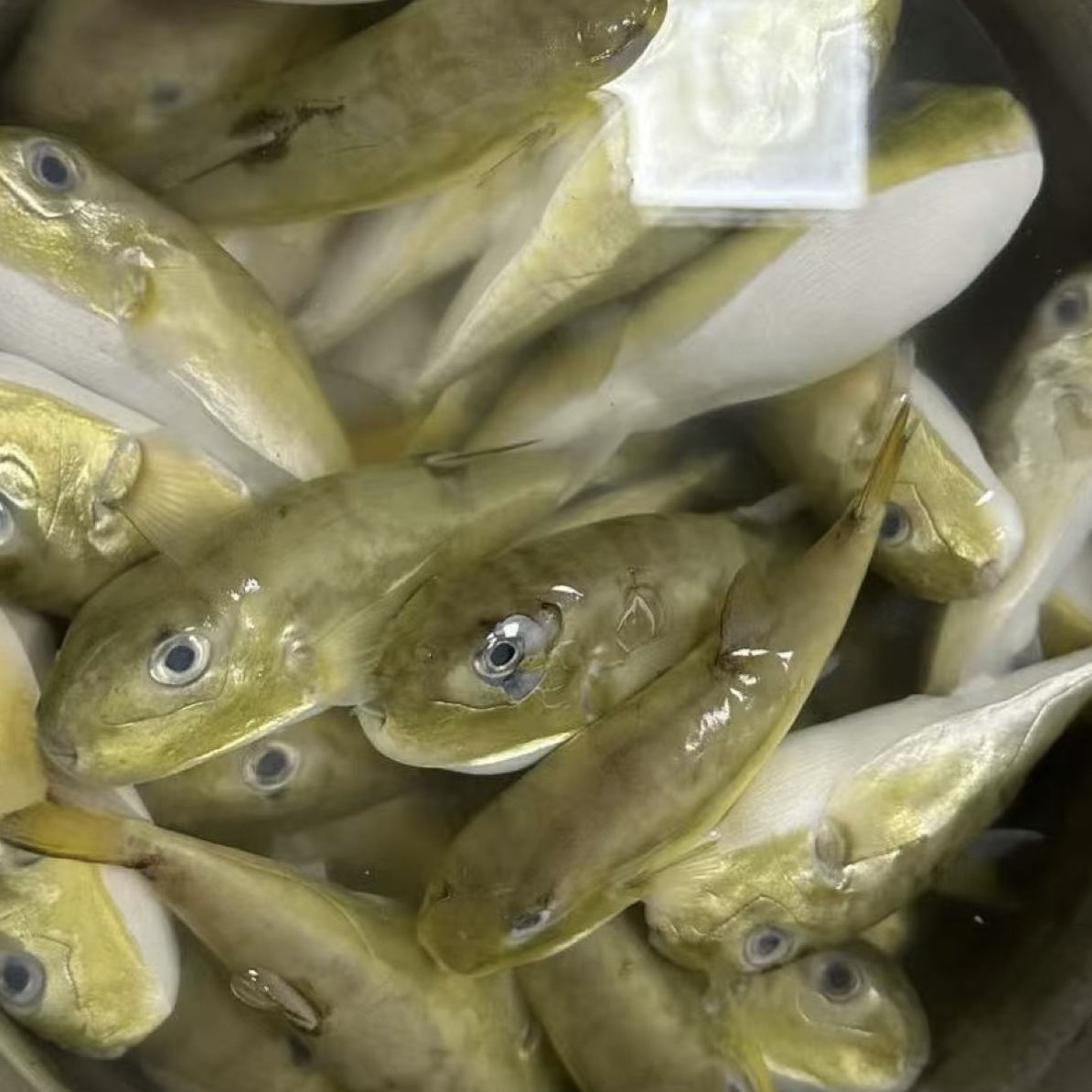 潮汕惠来神泉青乖鱼