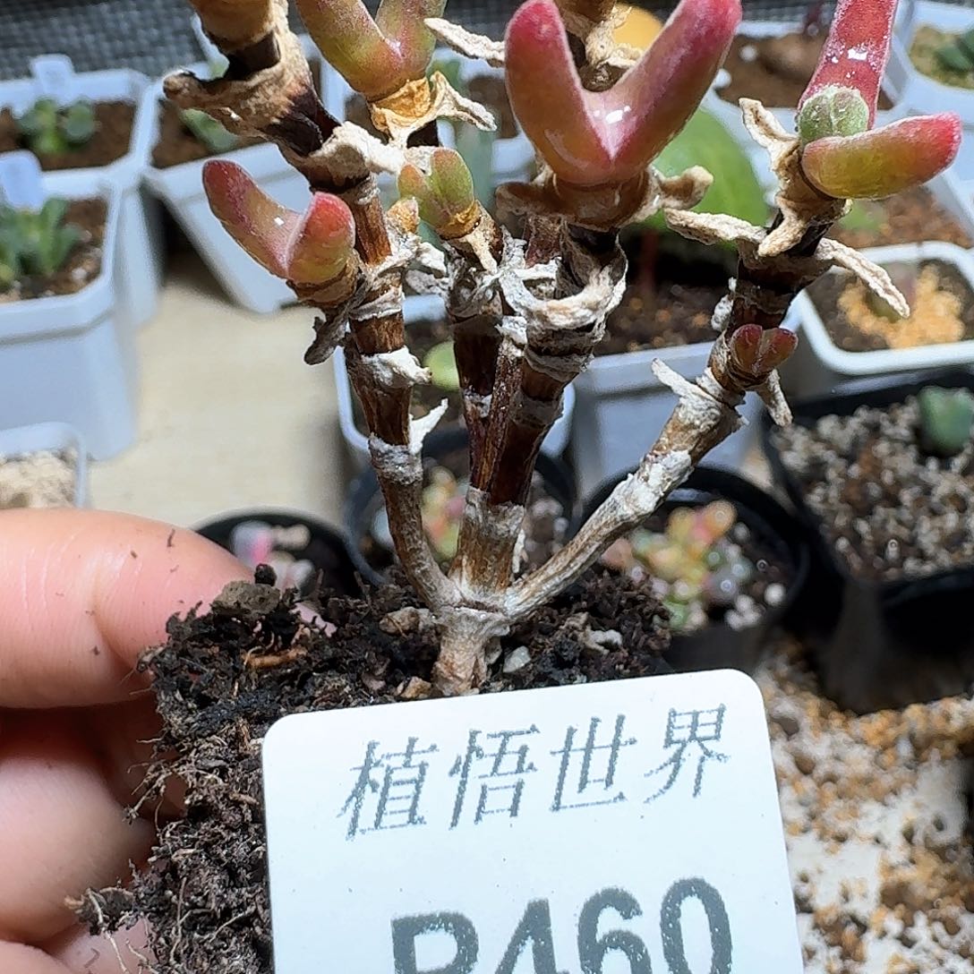 460号多肉植物哇d f