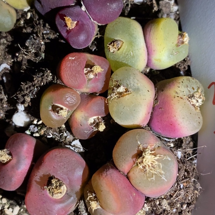 29267一组一组一组