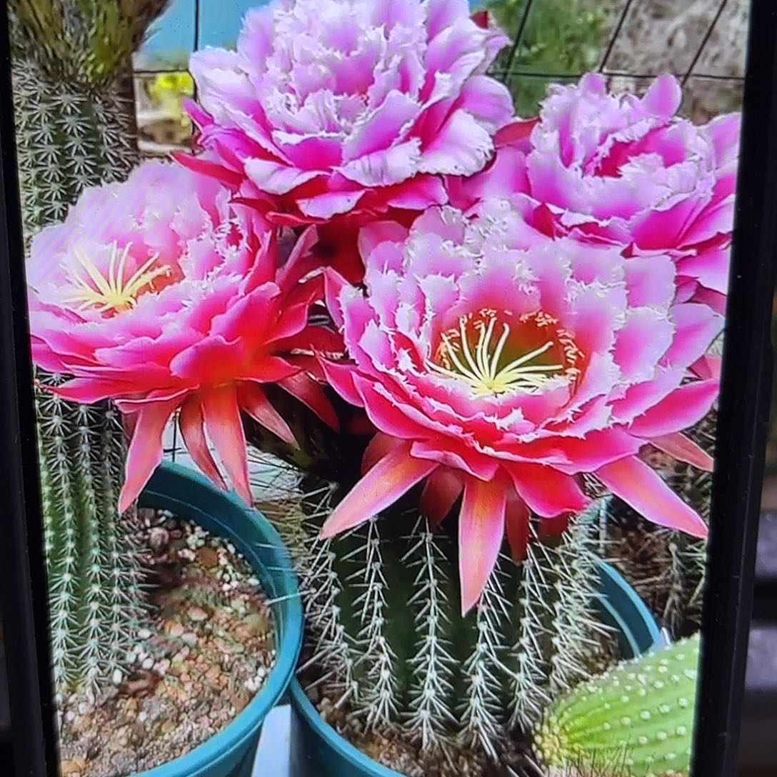 仙女毛侧牙20包邮仙人球59