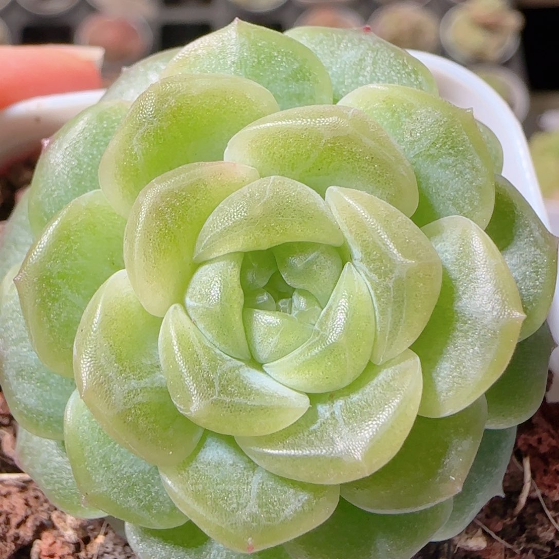 花语多肉1221-25无尽灯