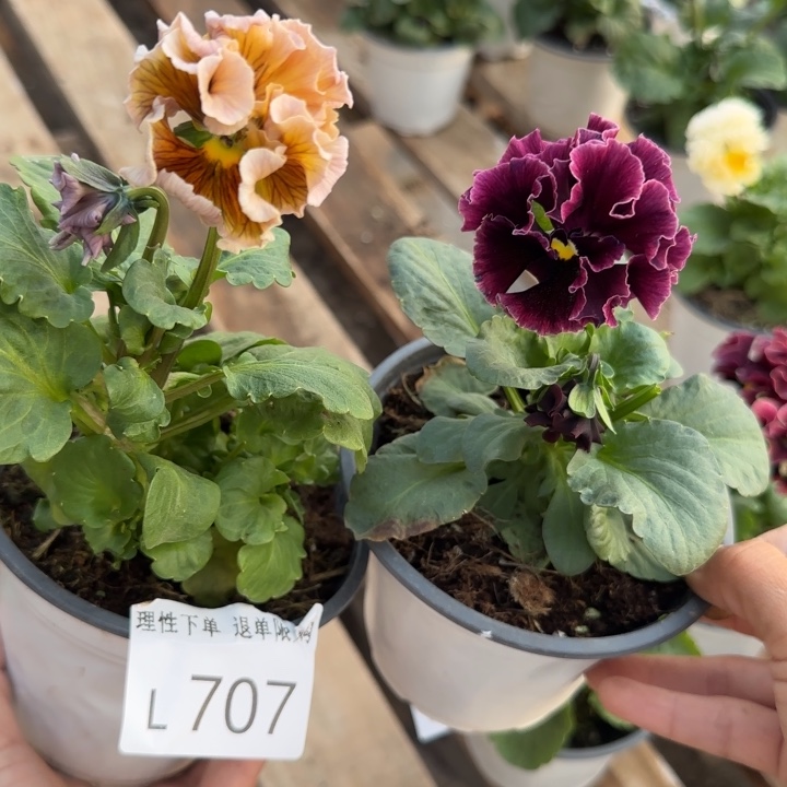 裔***无花朵L707两棵一组小苗低于零下5勿拍