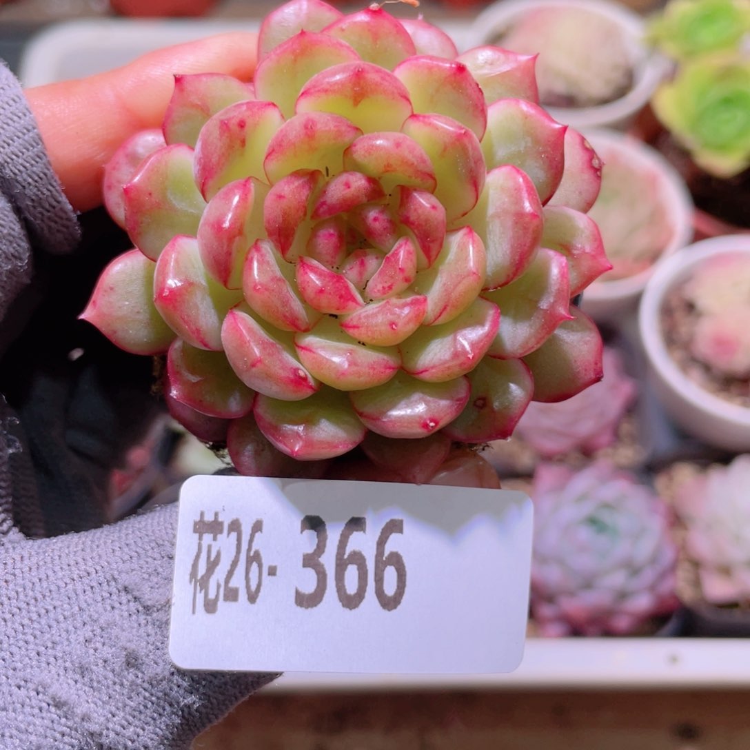 花利美26-366露水红颜