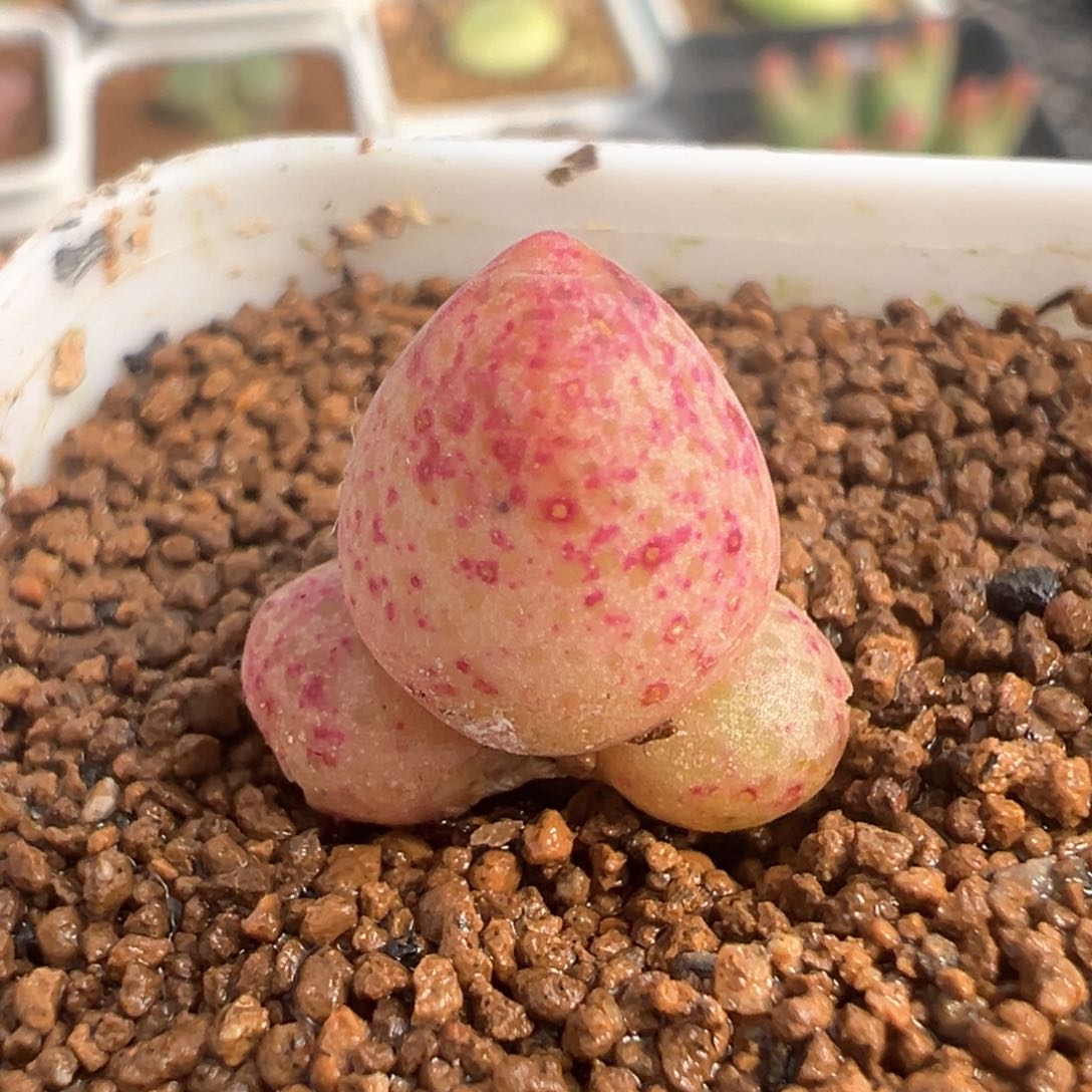 604号蟠桃开播福利。           