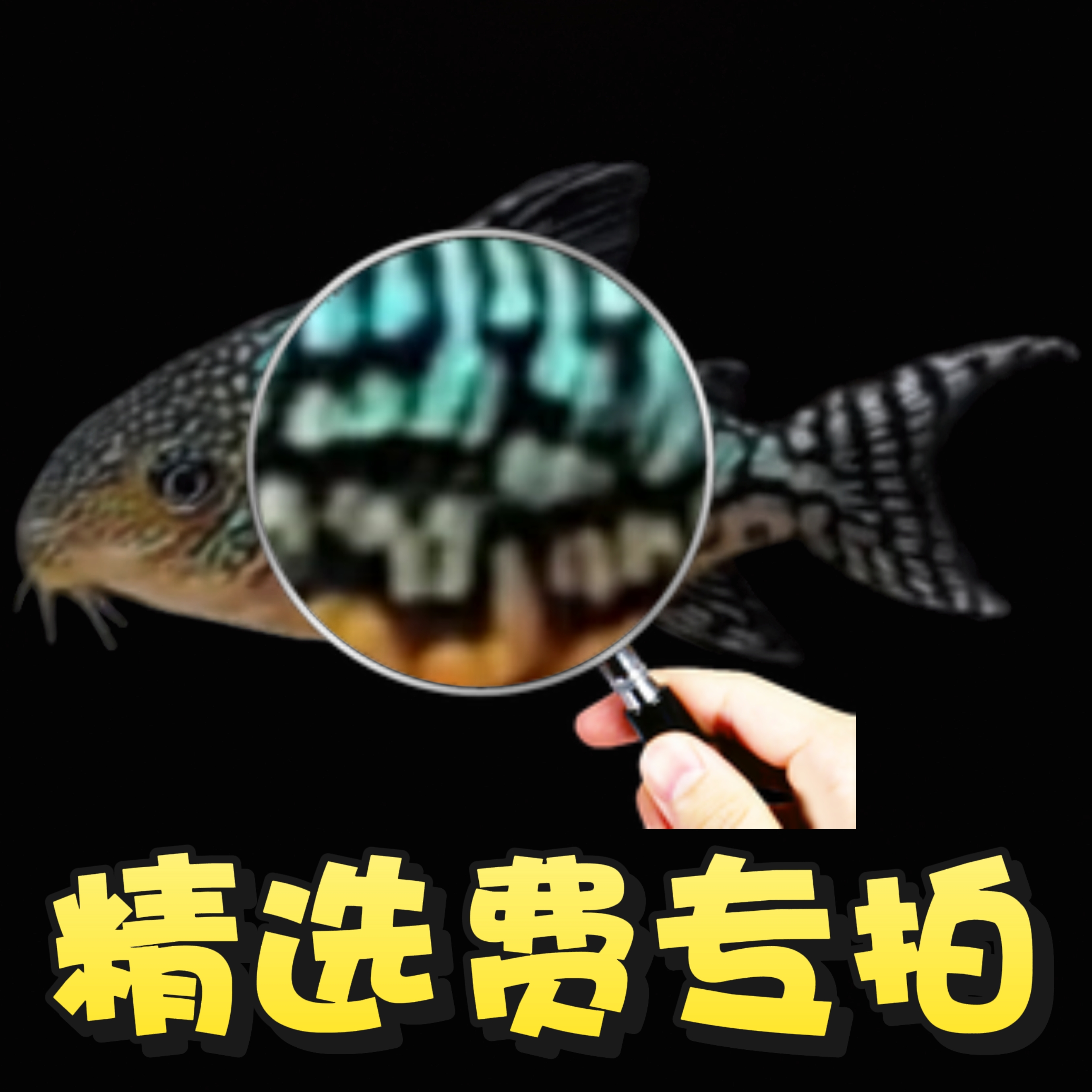 南美鼠鱼精挑服务费专拍链接挑几条拍几个