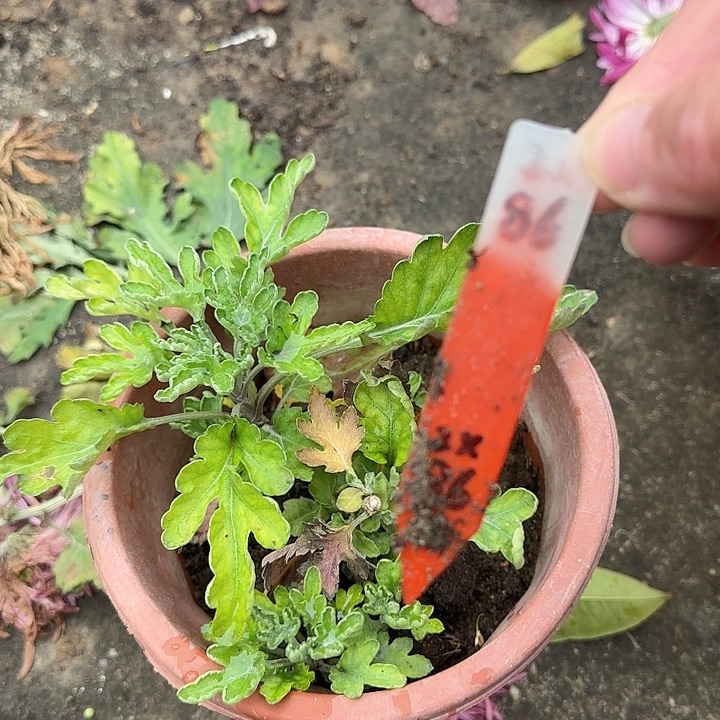 完全开放2x86编号老根