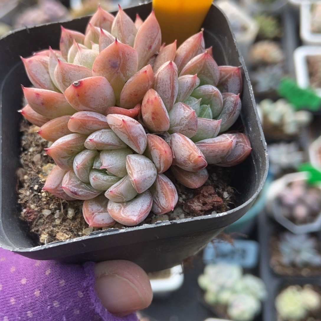 2098爱沙公主多肉植物