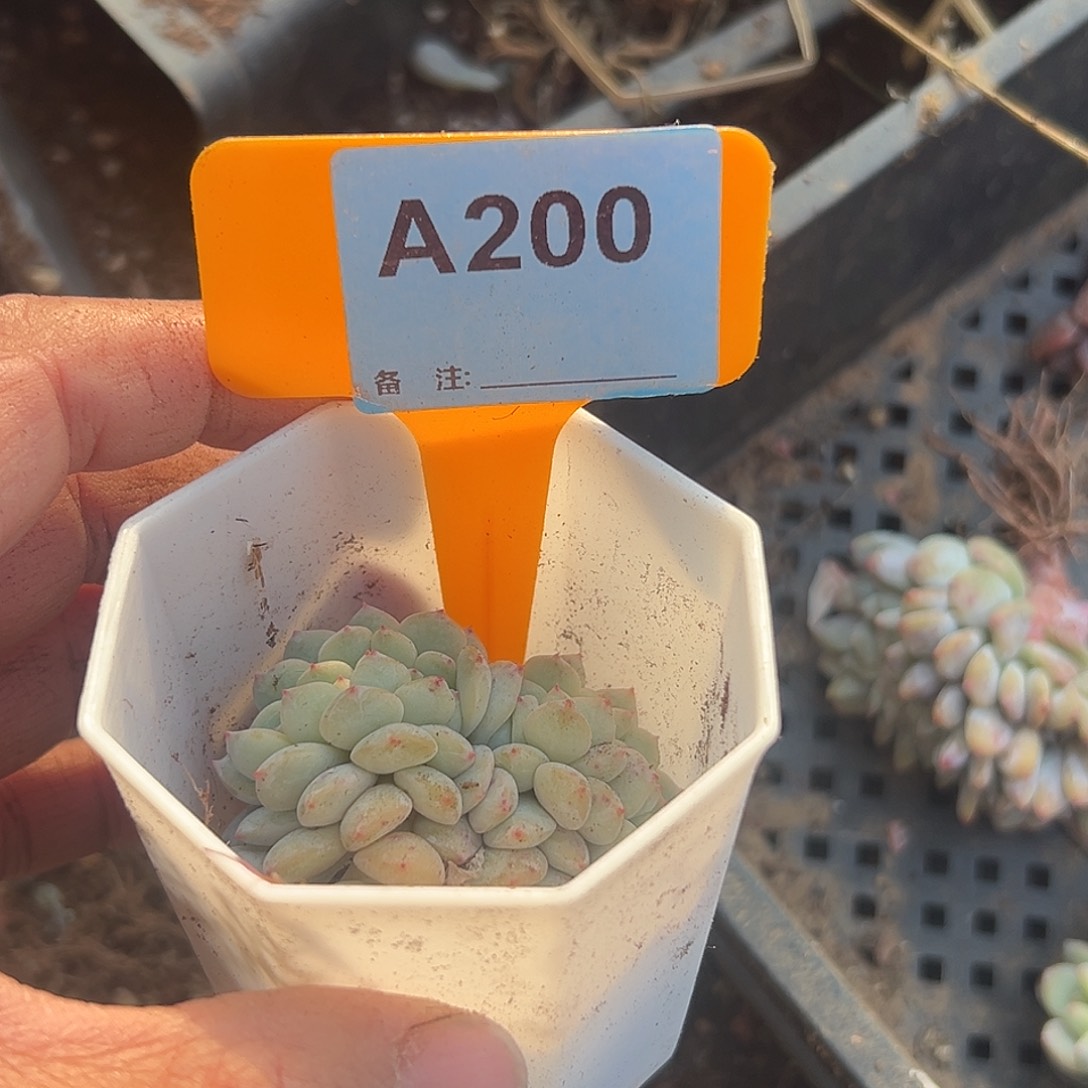 慢***)多肉植物一物一拍