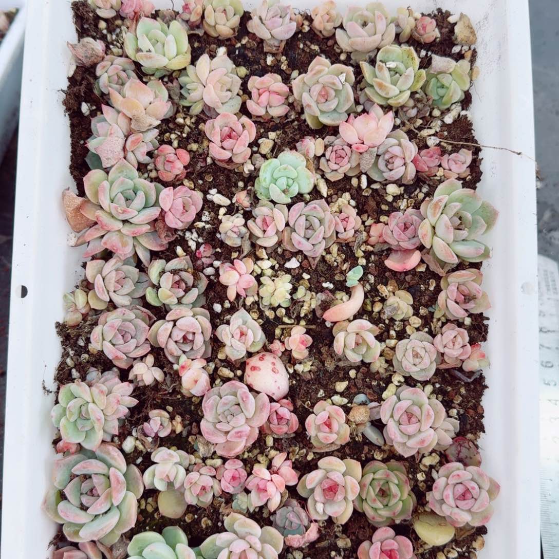 杂交新品珍妮多肉8