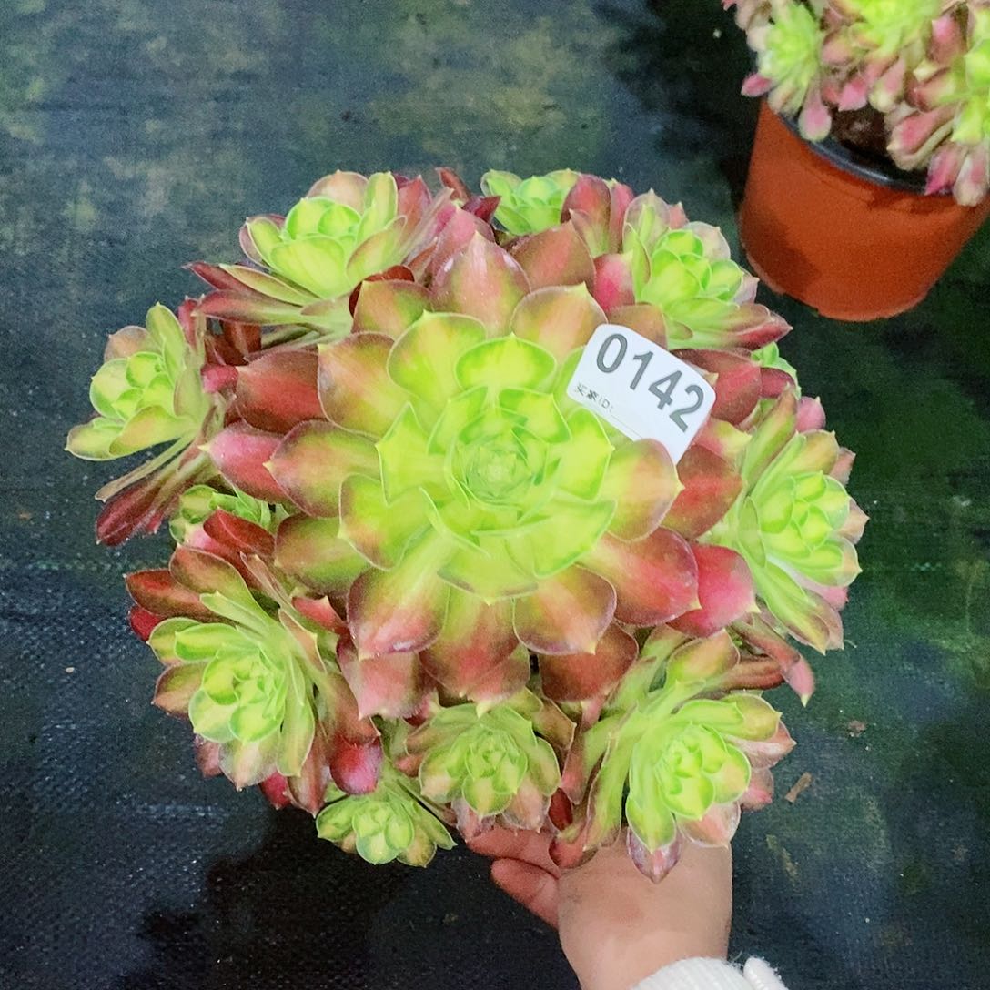 韶华0142多肉1111