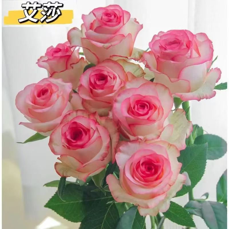 【10枝 艾莎玫瑰】 全场鲜花 任意2单升级顺丰  云南基地直发鲜花