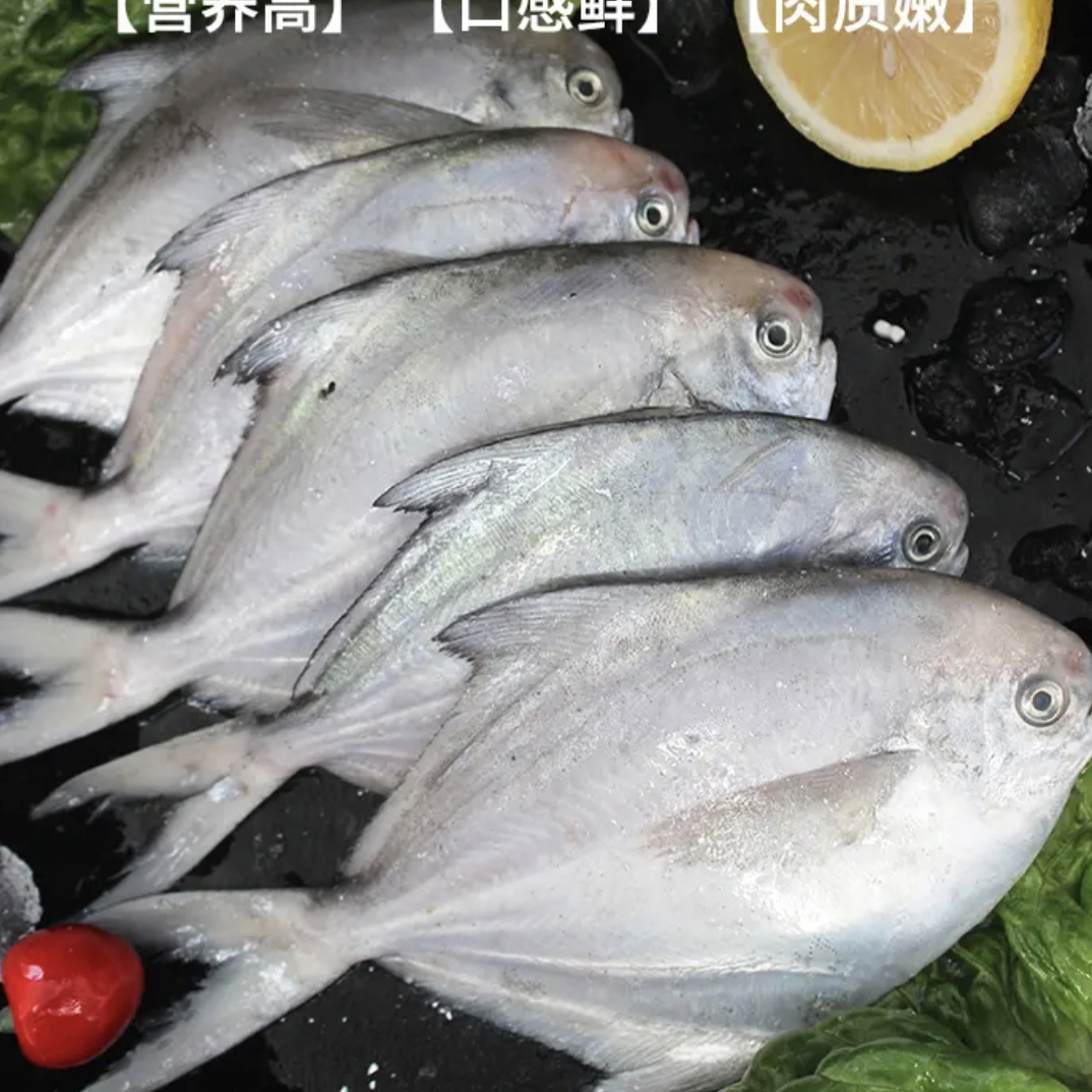 连云港发货 银鲳鱼 白鲳鱼 平鱼 4斤 一斤5条 单冻