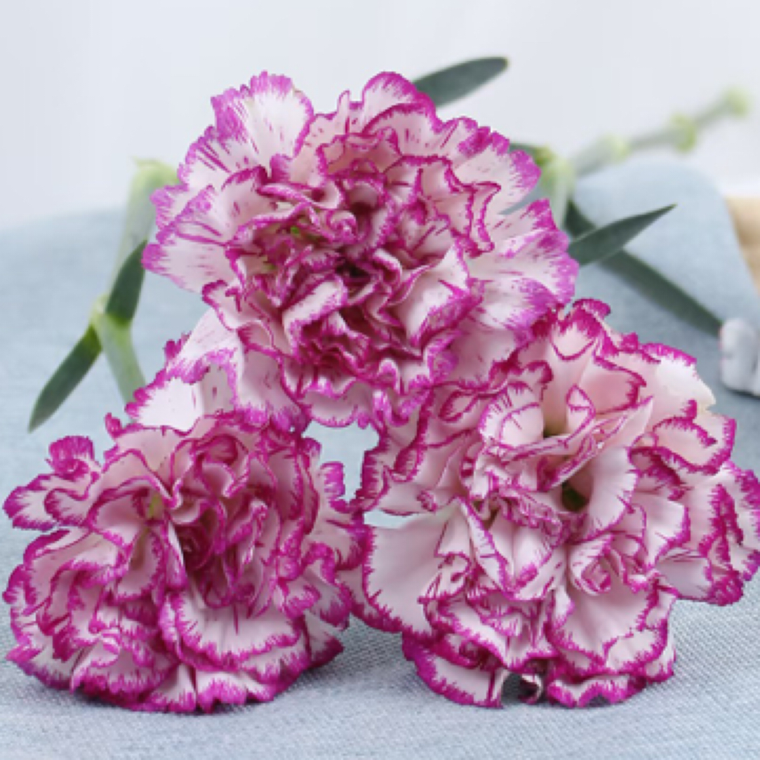 紫边单头康乃馨20支 店铺任意2单冷链包邮