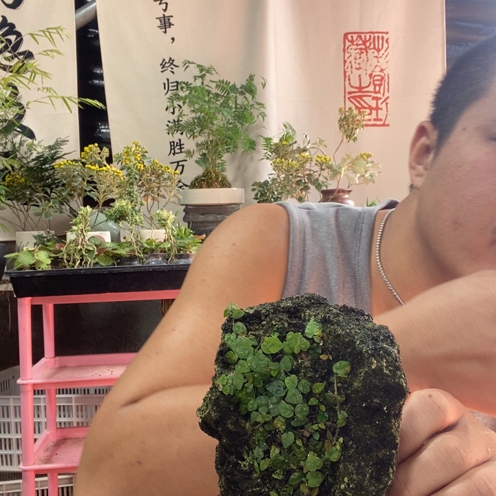 蛋***g以实际为准盆景绿植盆栽