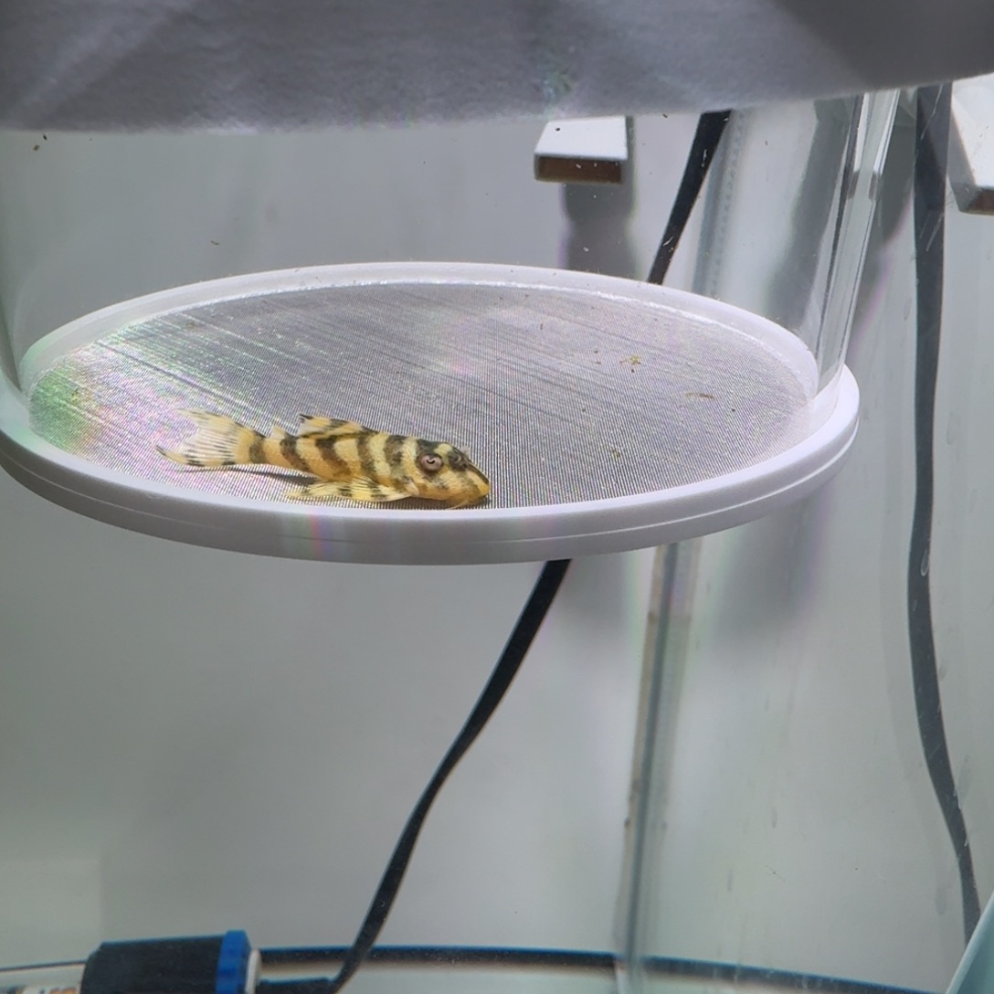 清道夫鱼36号皇室333