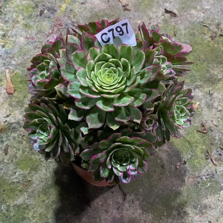 水晶莲花多肉植物797