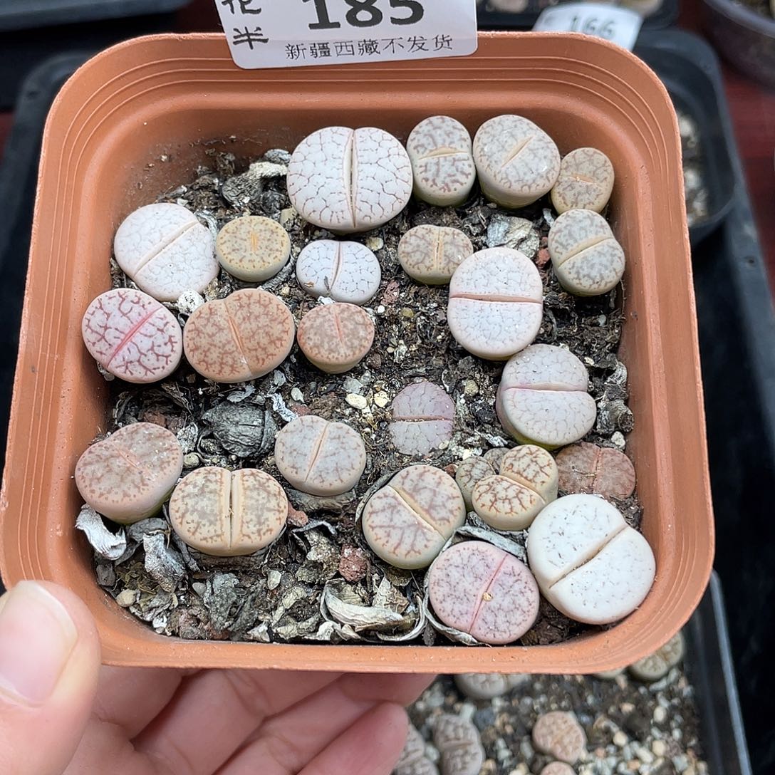 18500000花花花花花花花花