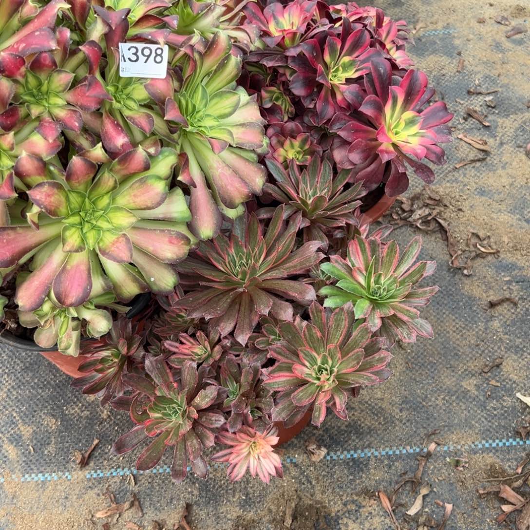 人***。398三颗组合多肉植物法师多肉