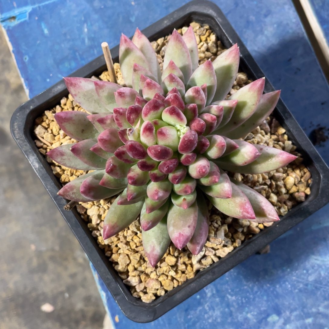 二代鱼一物一拍中通快递