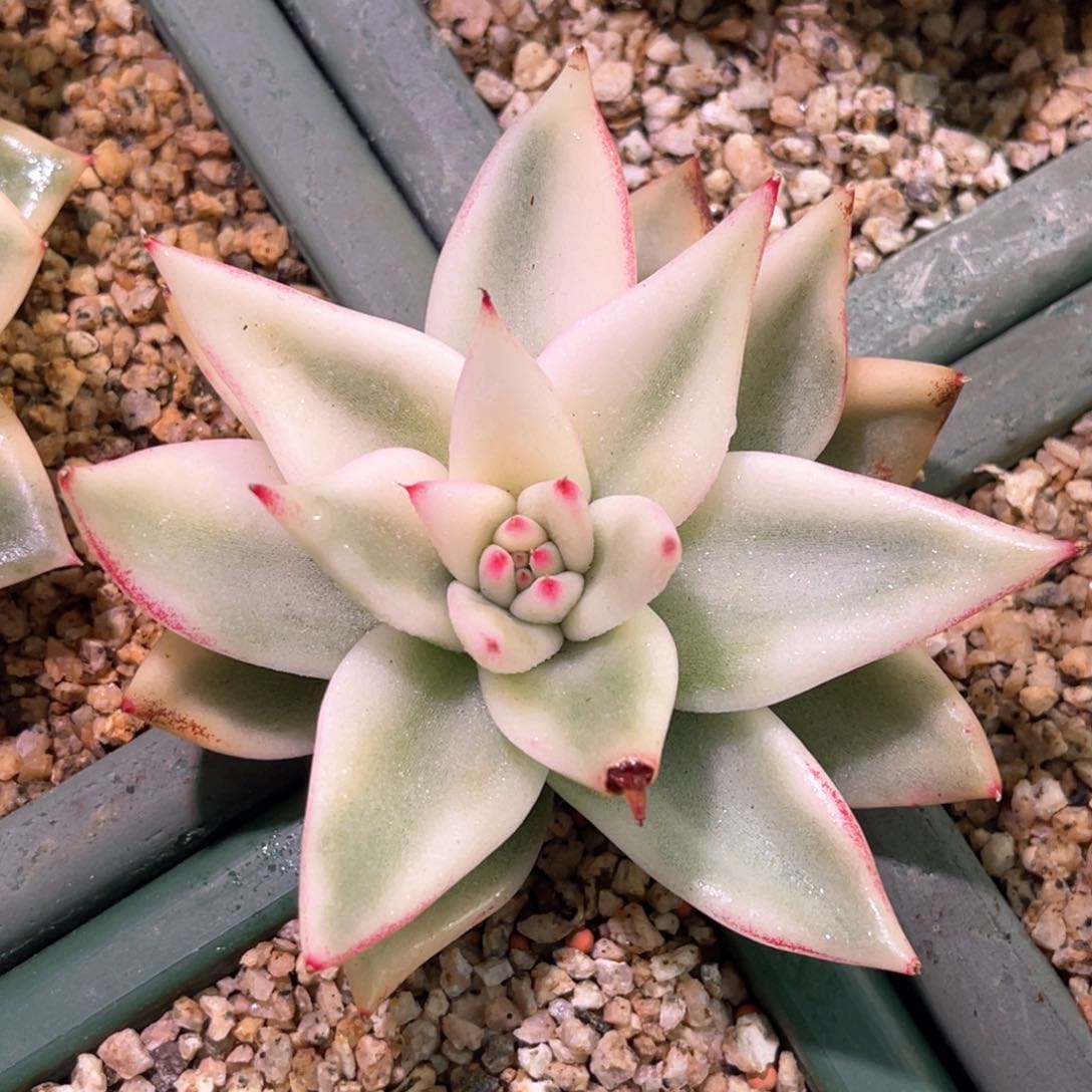 多肉特价东云锦头盖6846