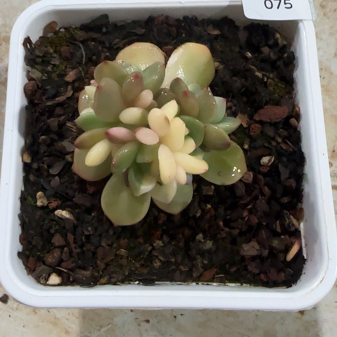 075梦露底座锦多肉