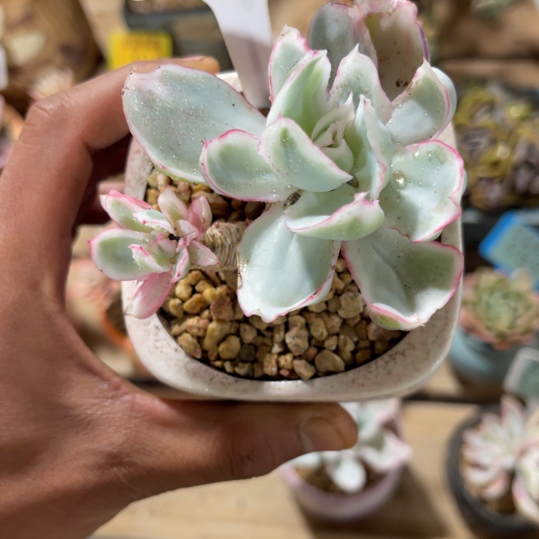 云尘多肉一物一拍不含盆1616