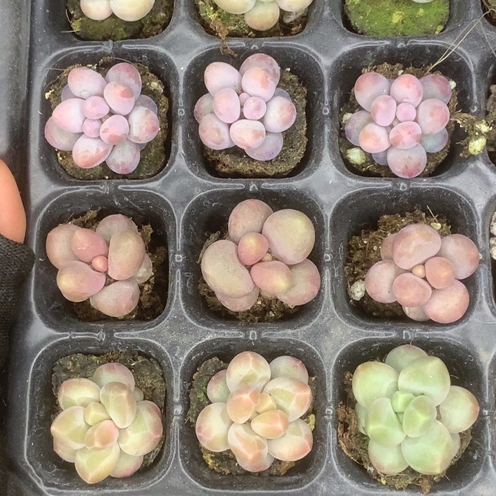 蛋黄。彩虹。糖果。咖啡。乘以3。包邮