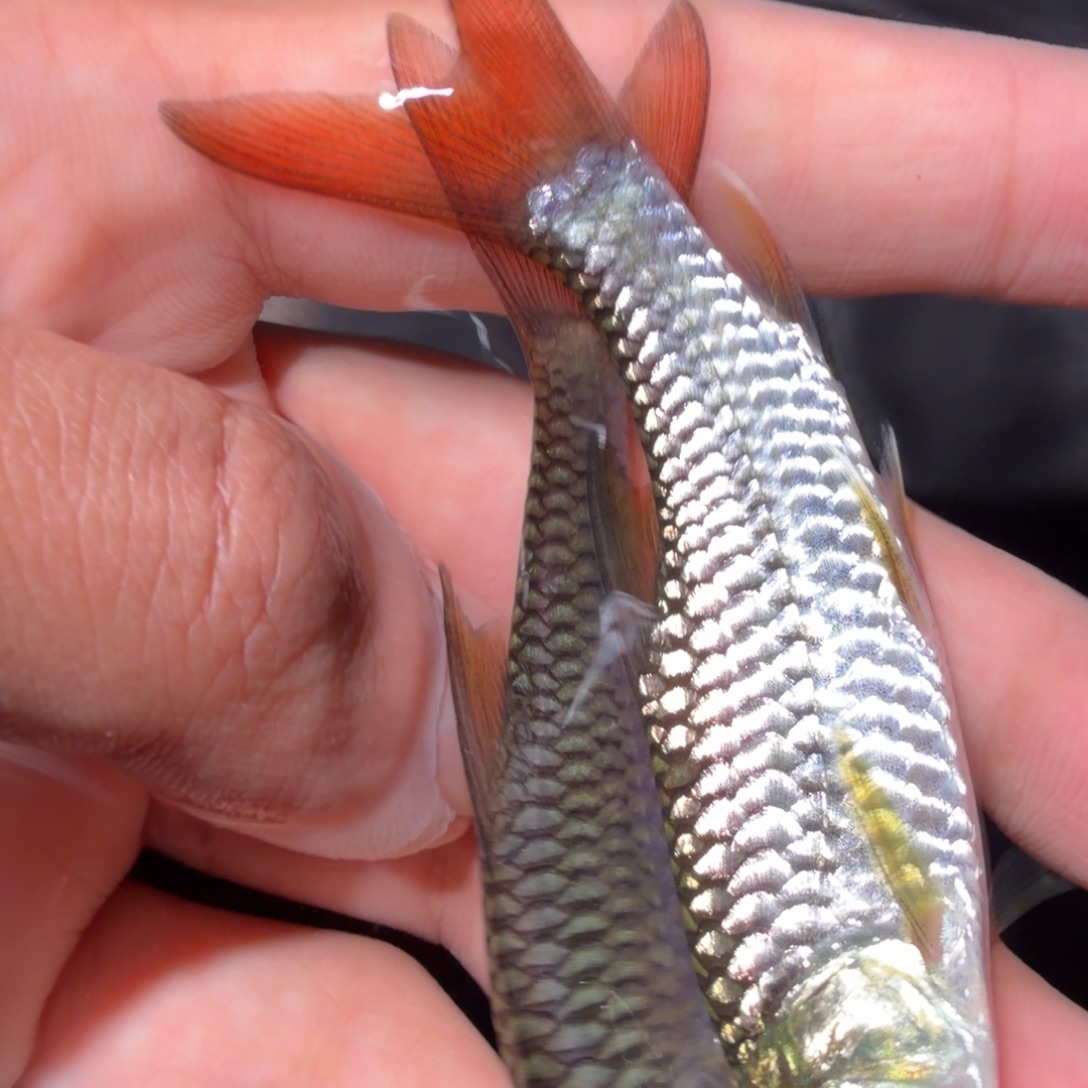 吉罗鱼盈江结鱼 缅甸野生鱼