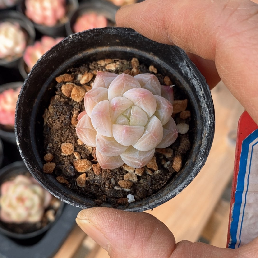 精品多肉一物一拍不包整426