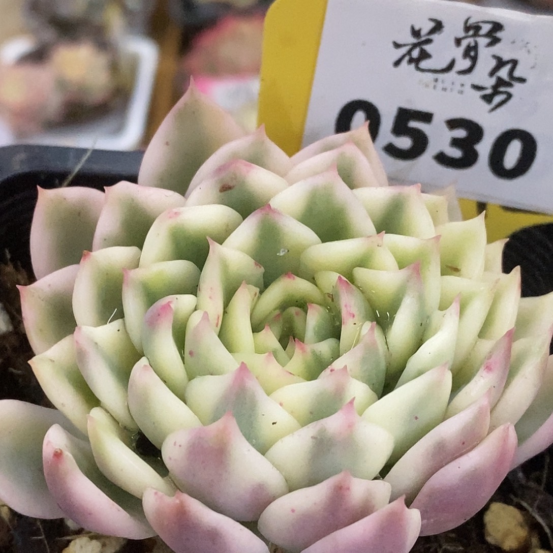 530长岛哈哈哈哈哈哈哈