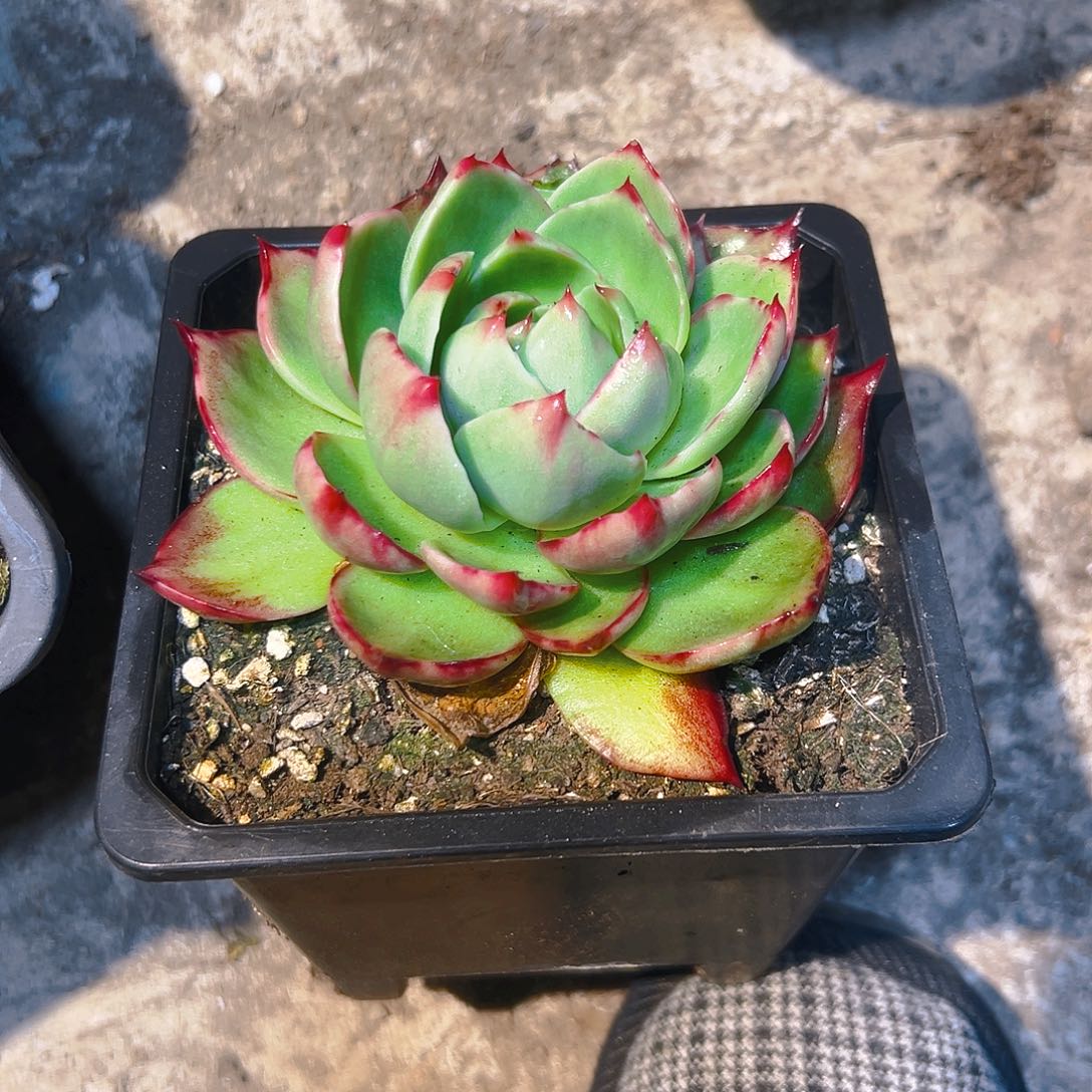 琪***儿惊红多肉2345677898754