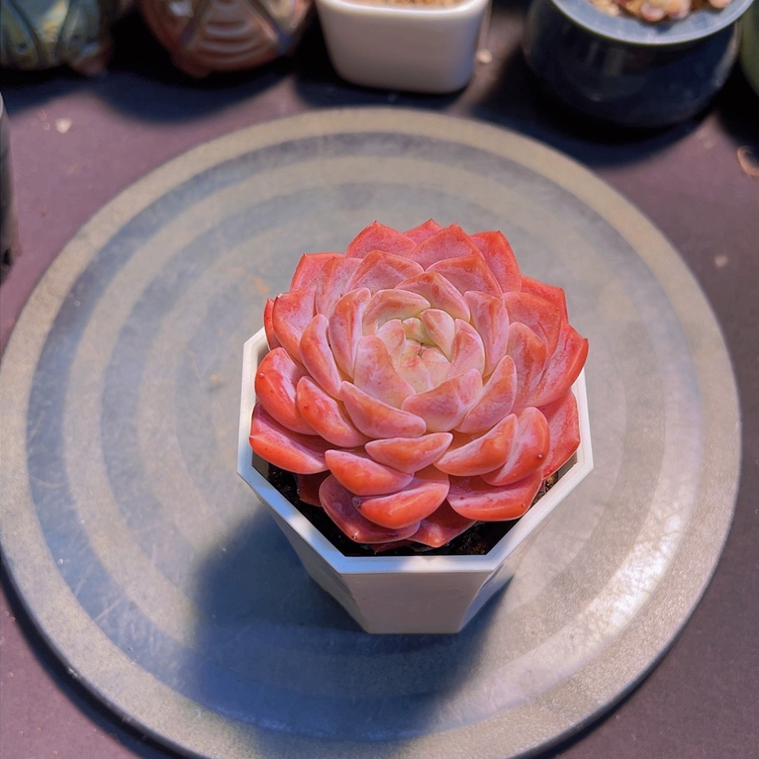 十***觉新品，多肉植物，