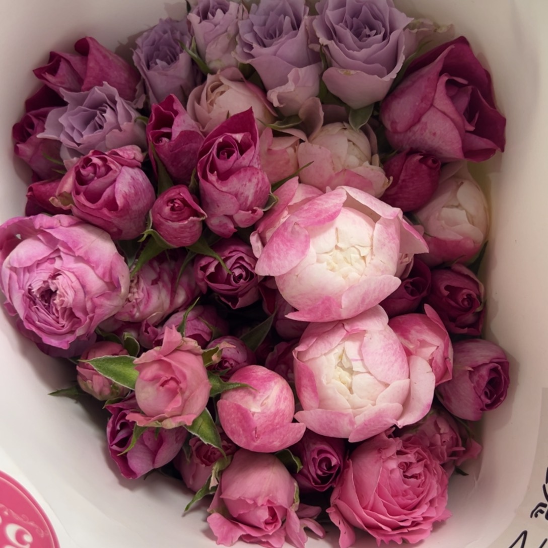 玫瑰之家 混多10支装 拍满三单包邮