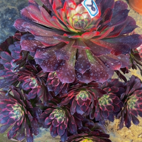 烟花多肉植物70多肉