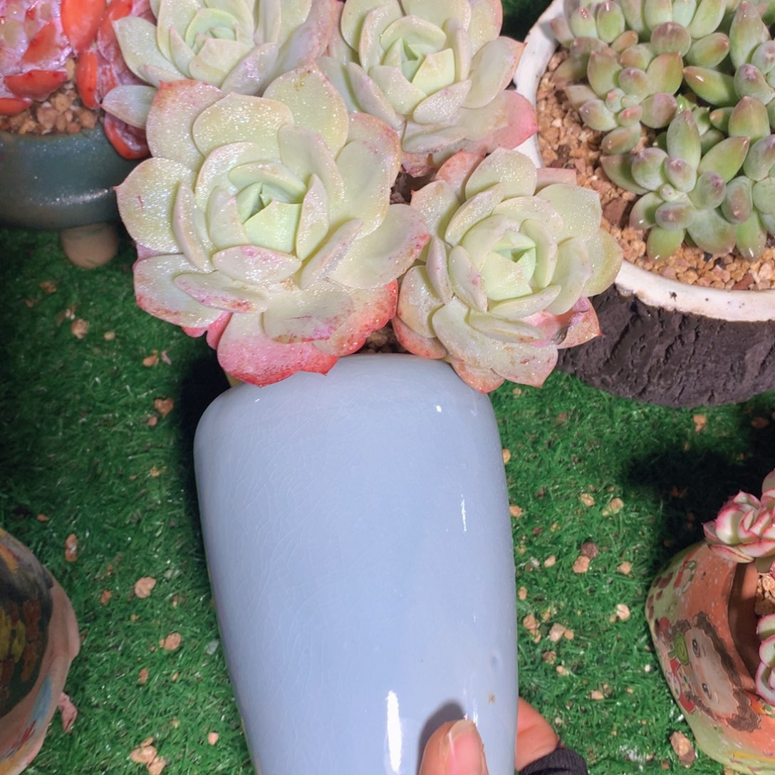 .****O恋曲带盆一物一拍