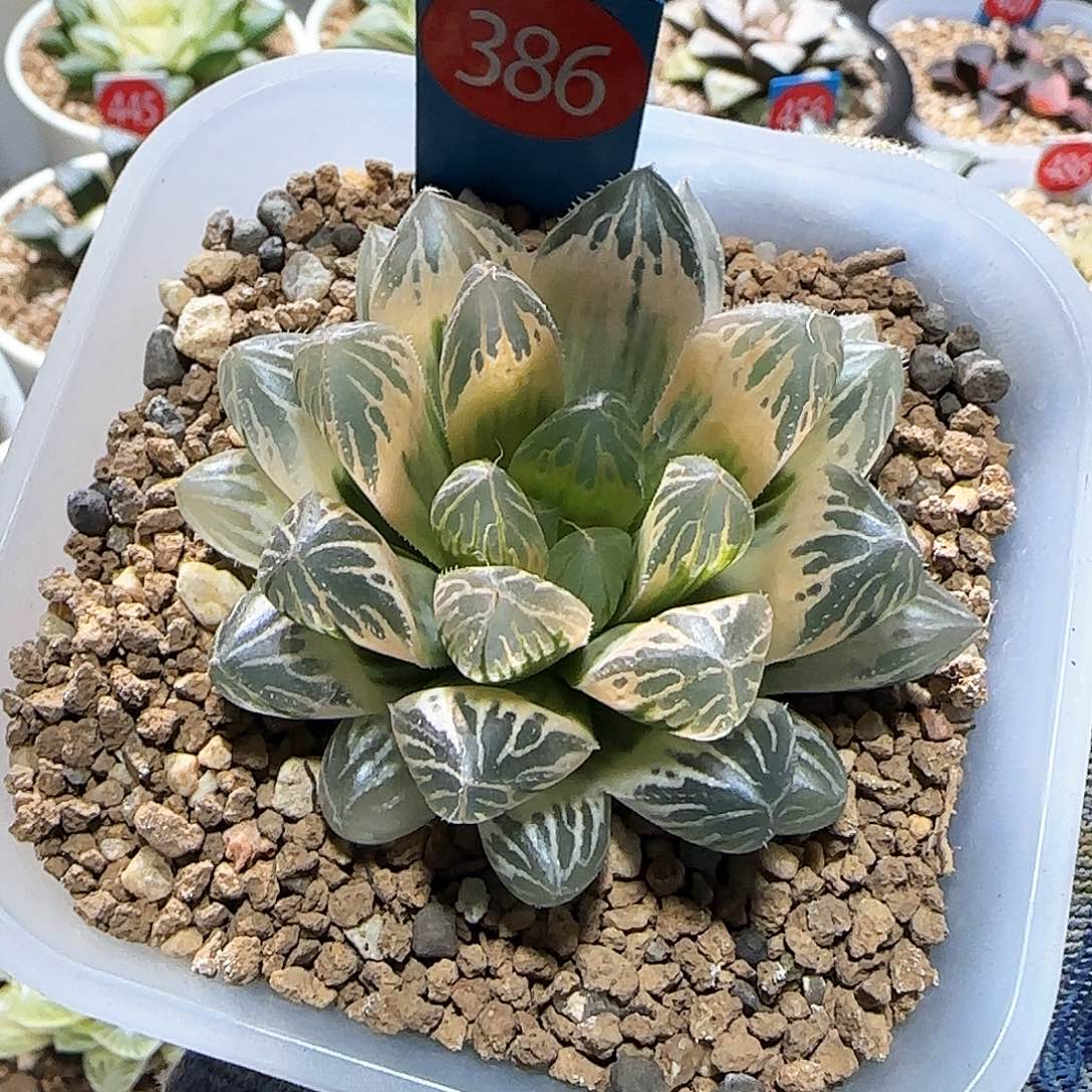 386号胭脂糊斑玉露锦 6 厘米左右一物一拍带盆发货