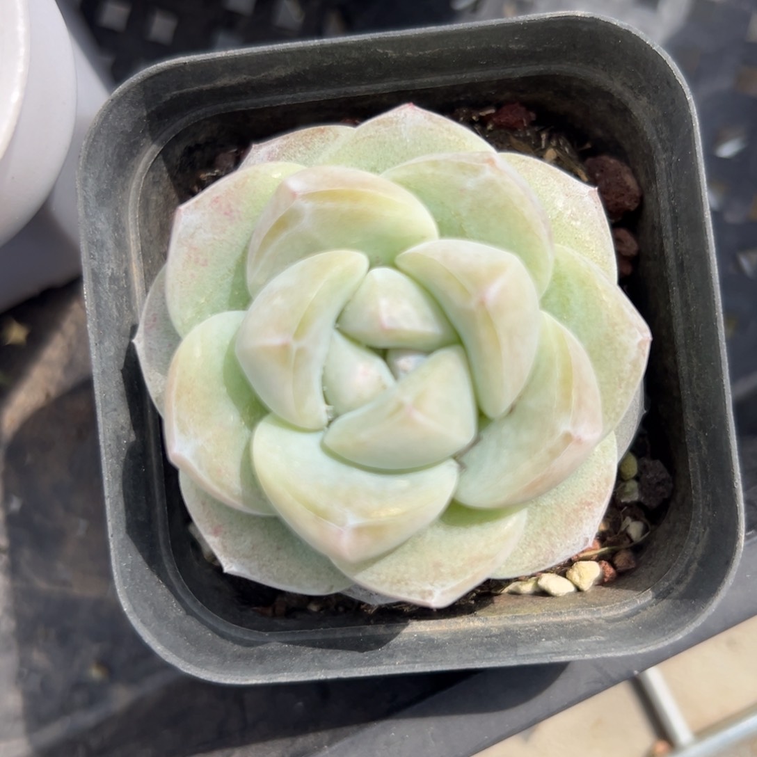 冰玉精控多肉一物一拍