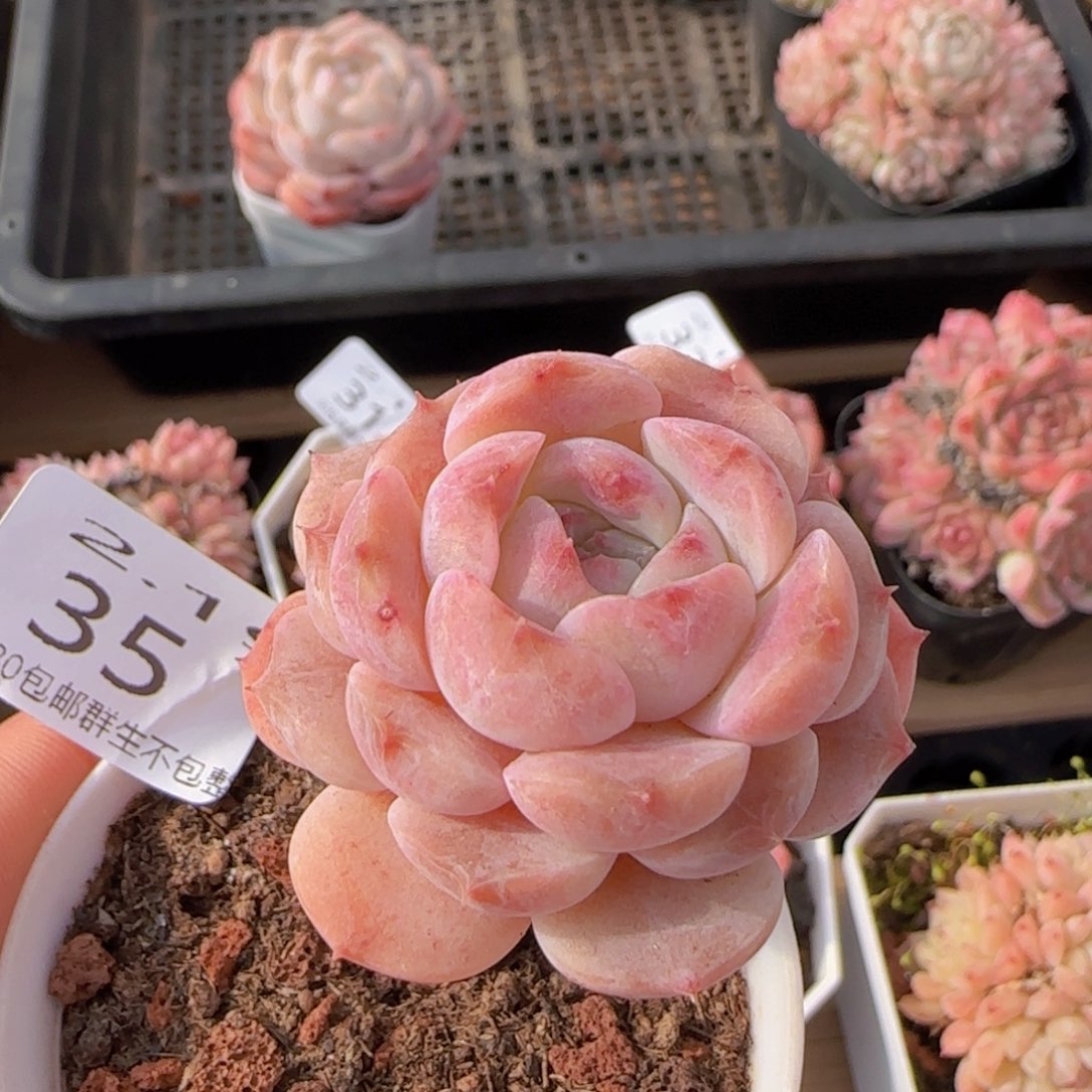 冰魄单头老桩一颗脱土