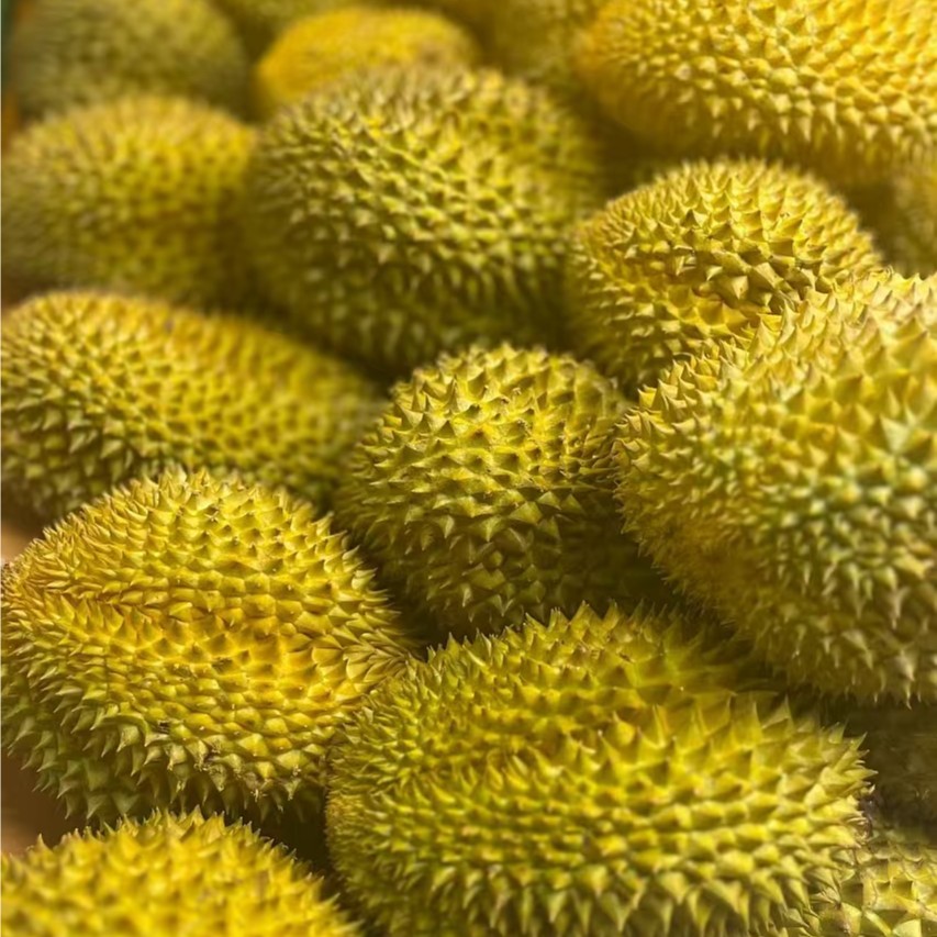 【一物一拍】金枕鲜榴莲39一斤 核小金枕泰国越南