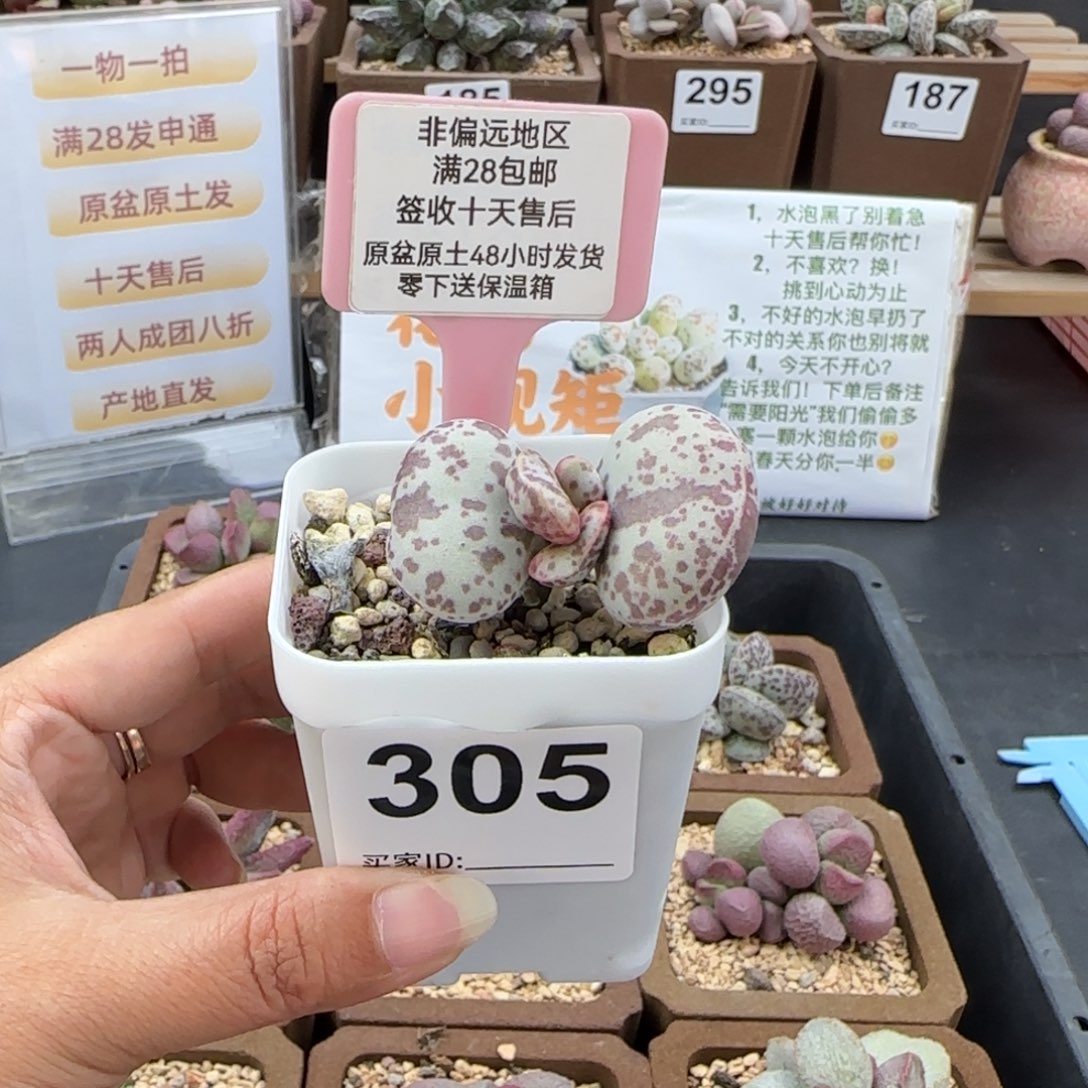 白***＂305巨型花旦多肉植物