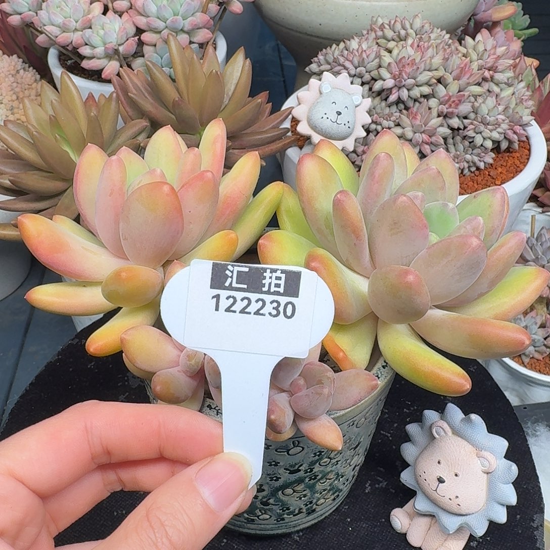 精品多肉植物122230
