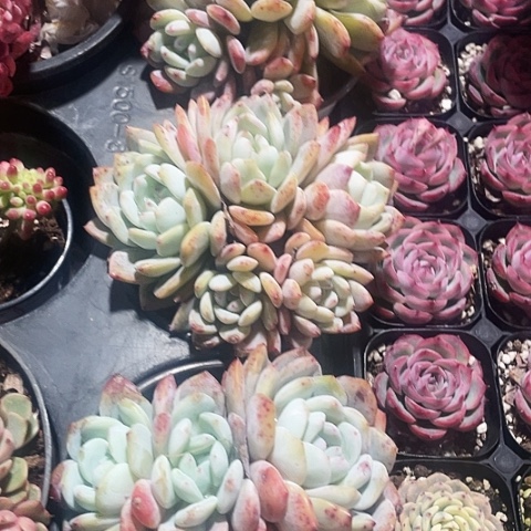 韩橙20一盆8888888