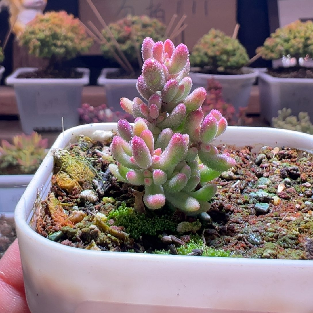 565红宝石锦一物一拍包开箱