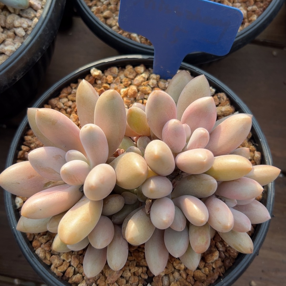 原始虞美人111111111点