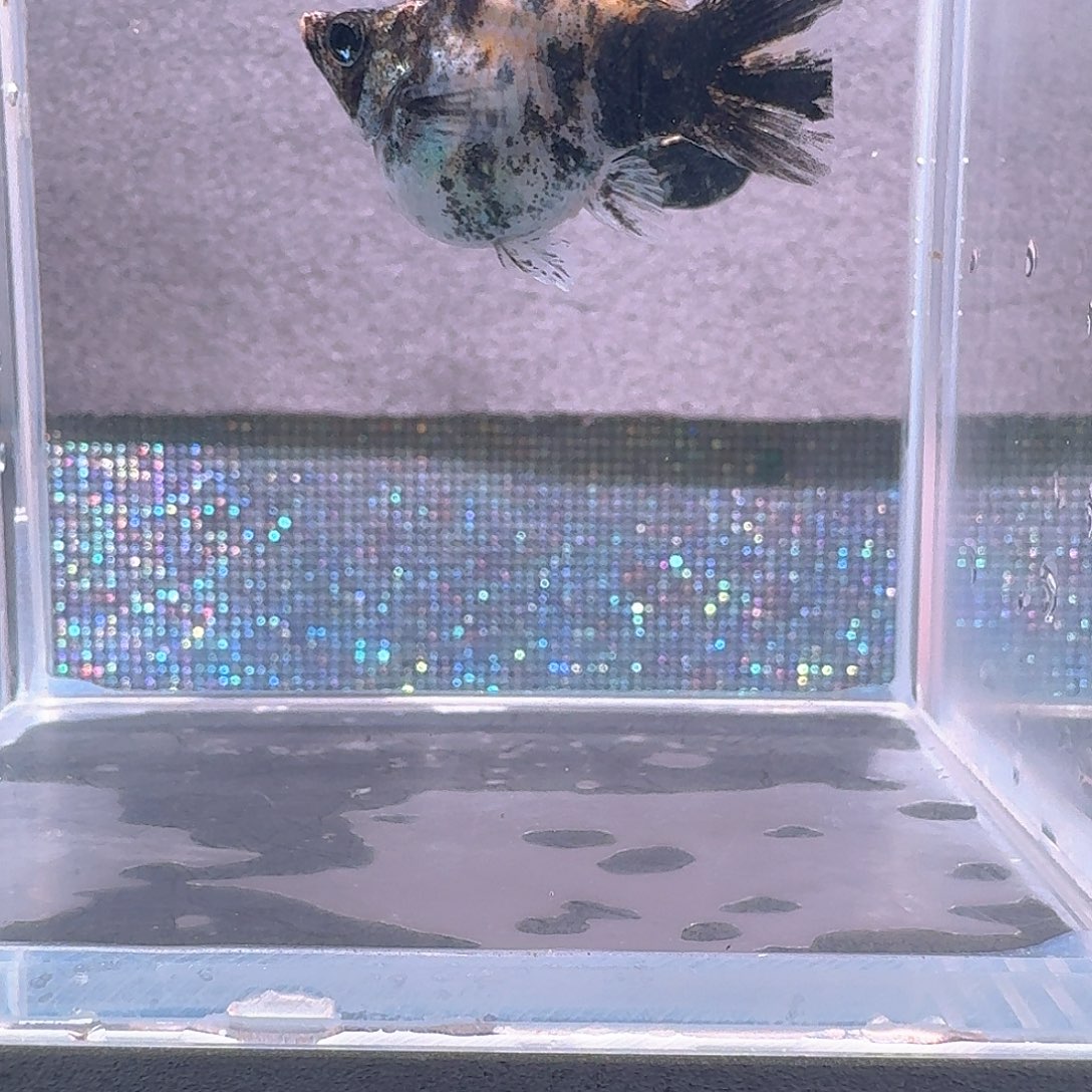 海水鱼原线圆尾老虎一对。带胎