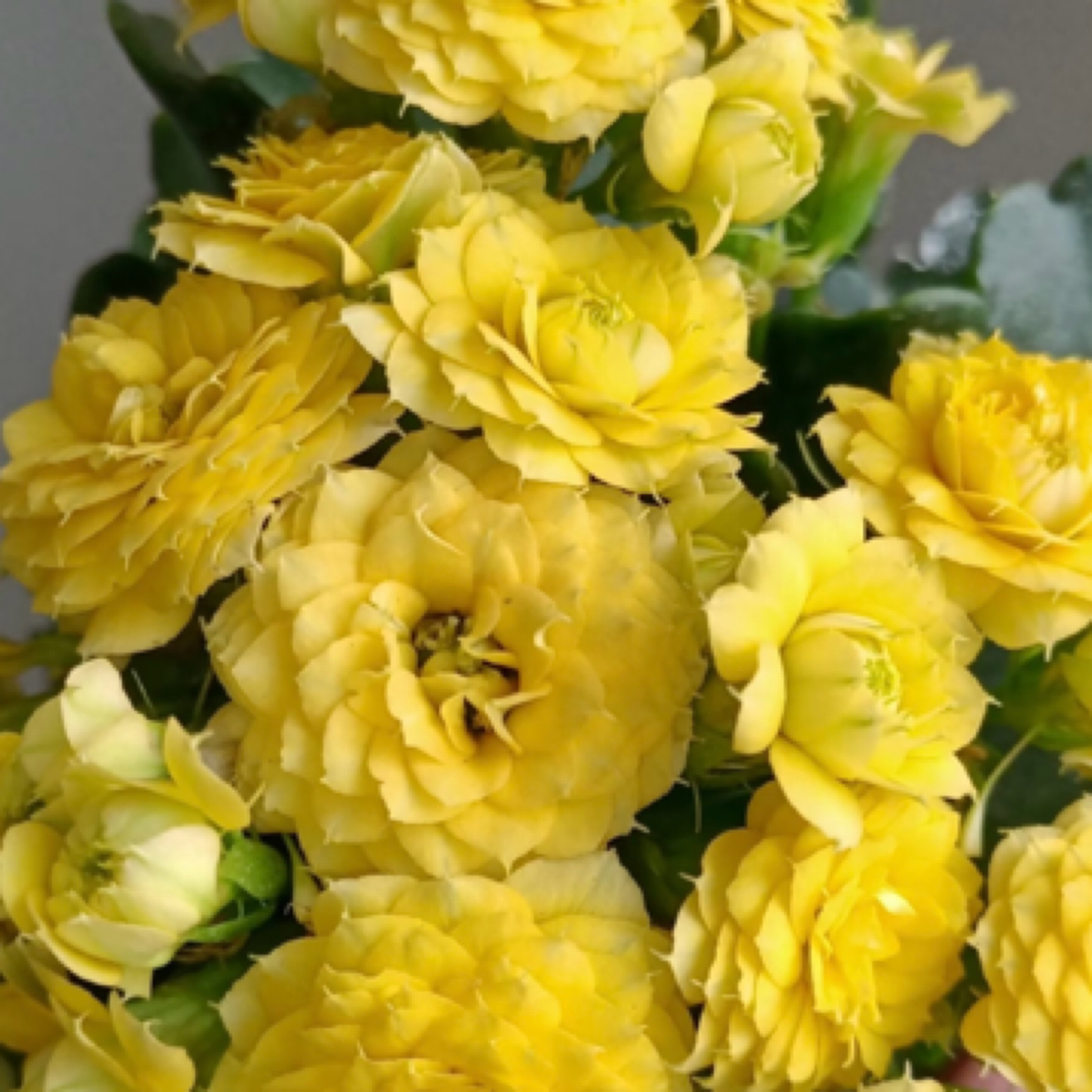 【黄巴黎】（伯丽）80盆黄色鲜花花卉盆栽