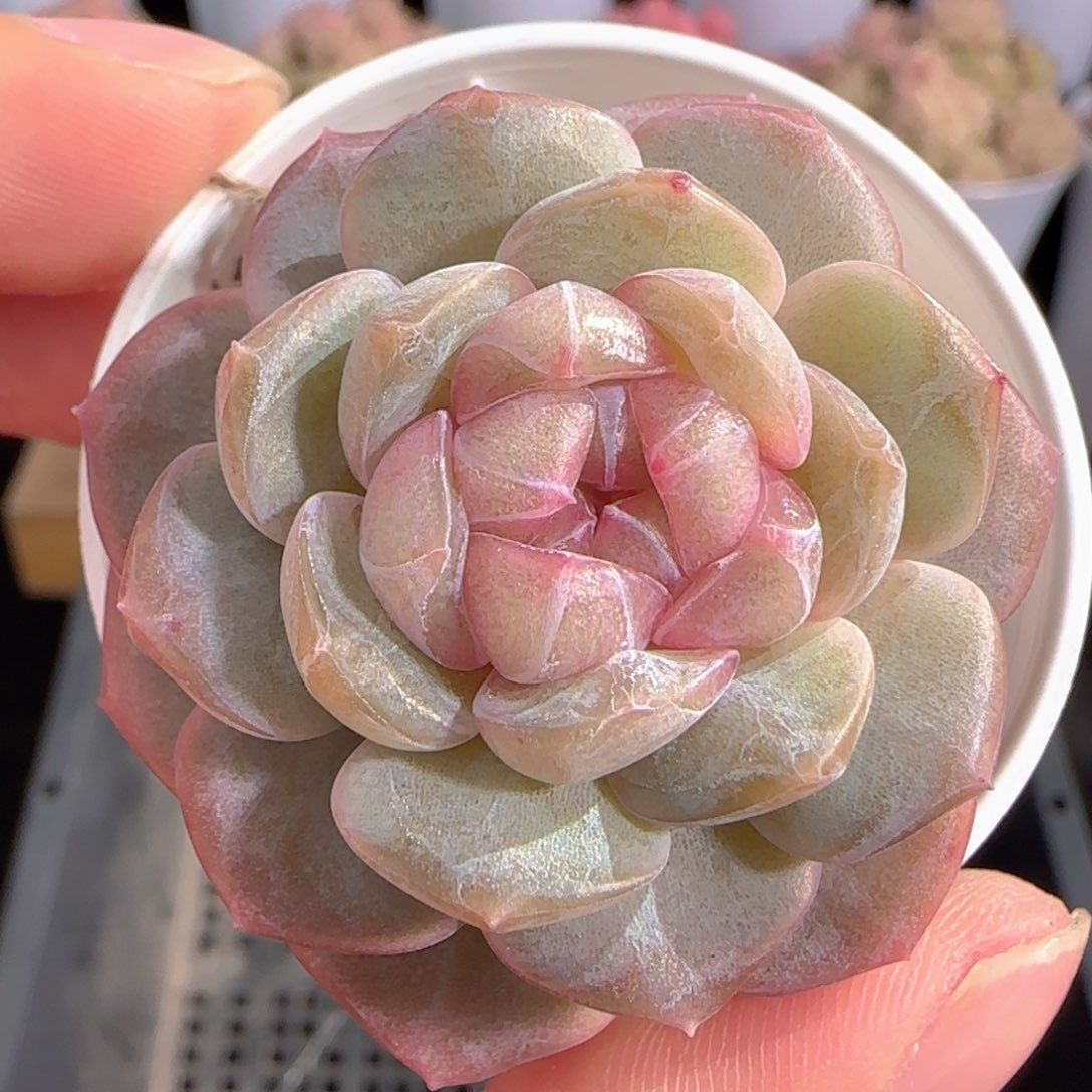 多肉0103-262糖心糖心