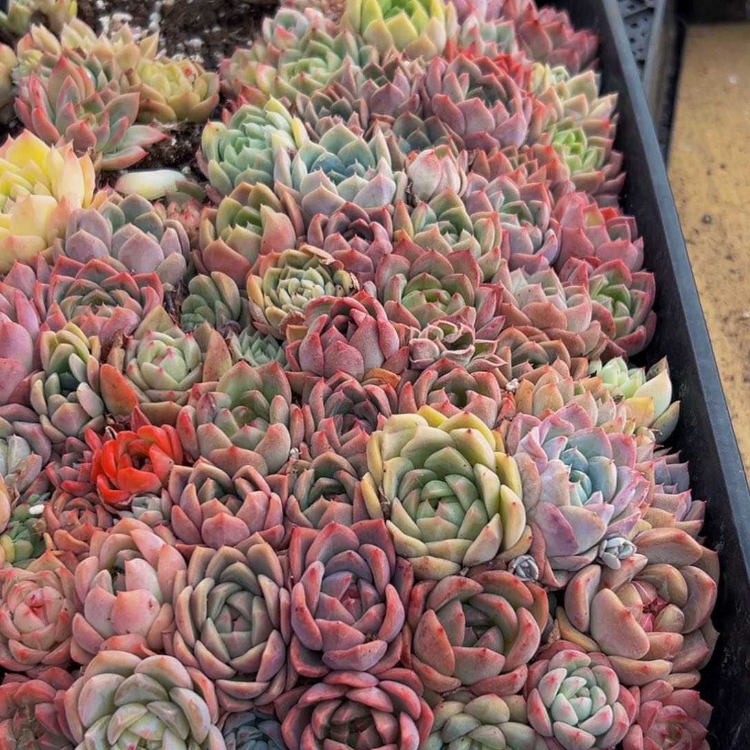 512多肉葡萄的味道是真的